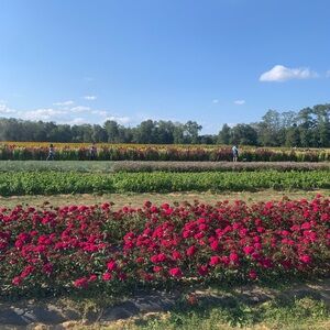 Meet your Posher, Dorothy